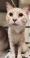 adoptable Cat in plano, TX named RAPTOR