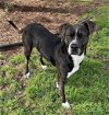 adoptable Dog in  named CODY