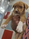 adoptable Dog in plano, TX named ANNA