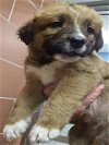 adoptable Dog in plano, TX named BELLA