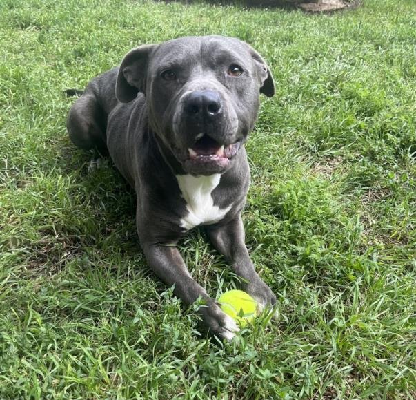 adoptable Dog in Plano, TX named GRADY