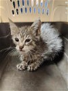 adoptable Cat in plano, TX named A202120