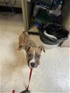 adoptable Dog in plano, TX named LUTHER