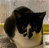 adoptable Cat in plano, TX named SAGE