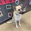 adoptable Dog in  named GYPSY