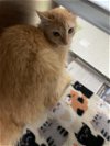 adoptable Cat in  named NELLIE