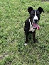 adoptable Dog in plano, TX named OREO
