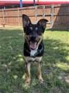 adoptable Dog in plano, TX named ZEN