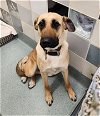 adoptable Dog in  named MAXIE
