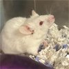 adoptable Mouse in  named GIDGET