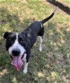 adoptable Dog in  named COLBY