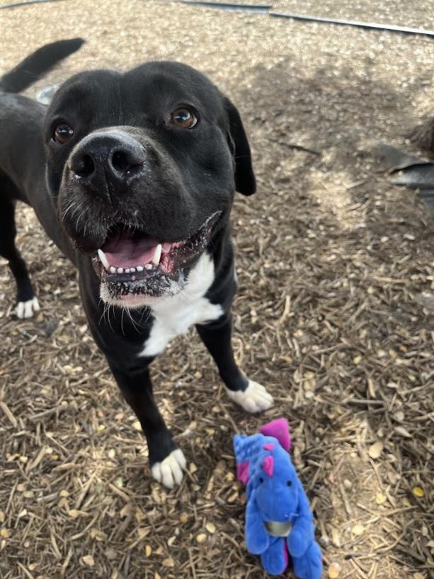 adoptable Dog in Plano, TX named COMET