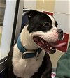 adoptable Dog in  named CAPTAIN