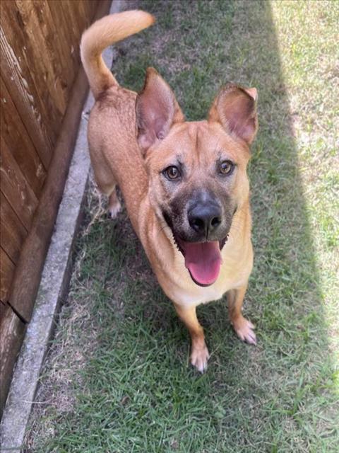 adoptable Dog in Plano, TX named NELLIE