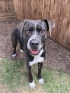 adoptable Dog in Plano, TX named CODY