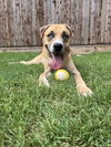 adoptable Dog in Plano, TX named ZEUS