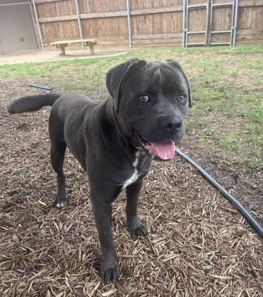 adoptable Dog in Plano, TX named APOLLO