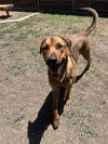 adoptable Dog in Plano, TX named AUGIE DOG