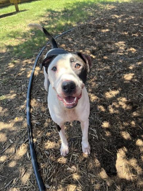 adoptable Dog in Plano, TX named CHULO