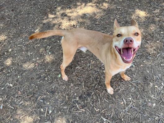 adoptable Dog in Plano, TX named KINO