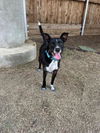 adoptable Dog in Plano, TX named HOOK