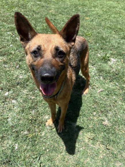 adoptable Dog in Plano, TX named LIBERTY