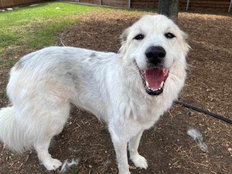 adoptable Dog in Plano, TX named PHOEBE