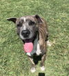 adoptable Dog in Plano, TX named TOPPER