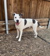 adoptable Dog in Plano, TX named SPOT