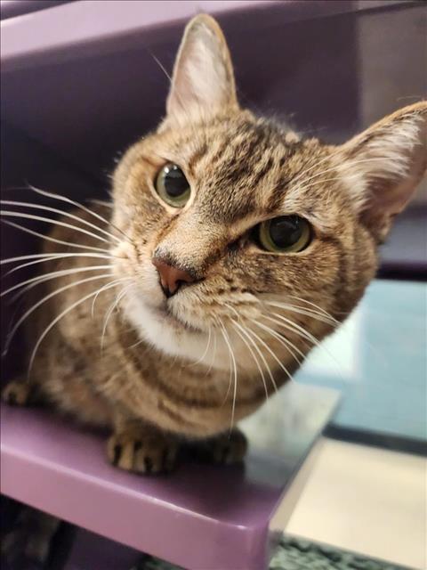 adoptable Cat in Plano, TX named SALLY