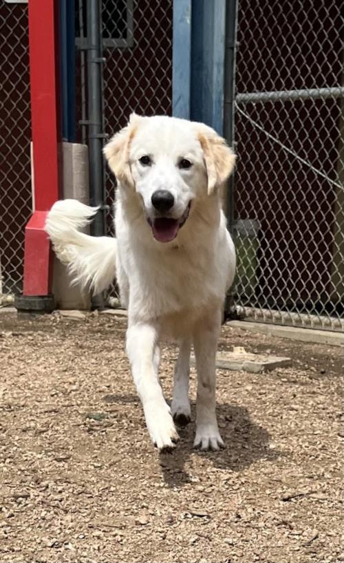 adoptable Dog in Plano, TX named LOBO