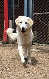 adoptable Dog in  named LOBO