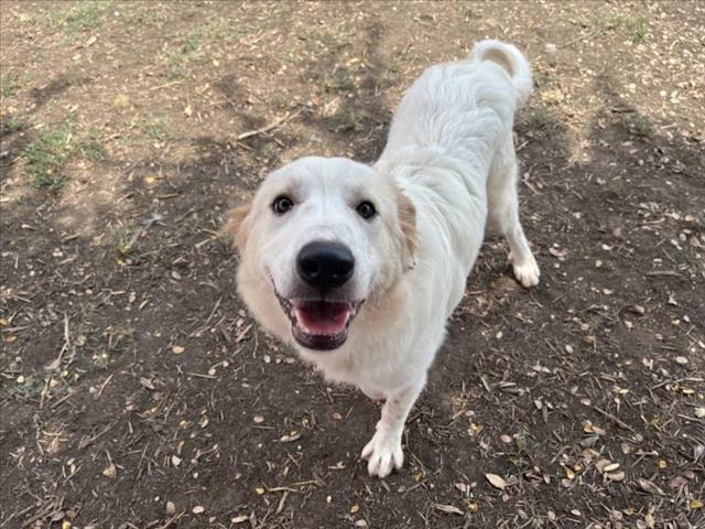 adoptable Dog in Plano, TX named BOUDREAUX