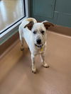 adoptable Dog in Plano, TX named GIMLI