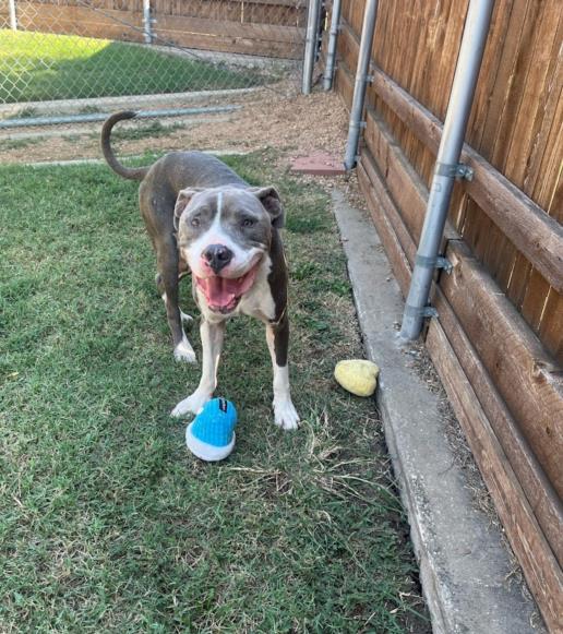 adoptable Dog in Plano, TX named DEUCE