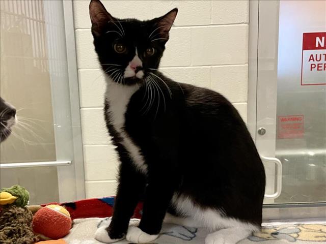 adoptable Cat in Plano, TX named BATGIRL