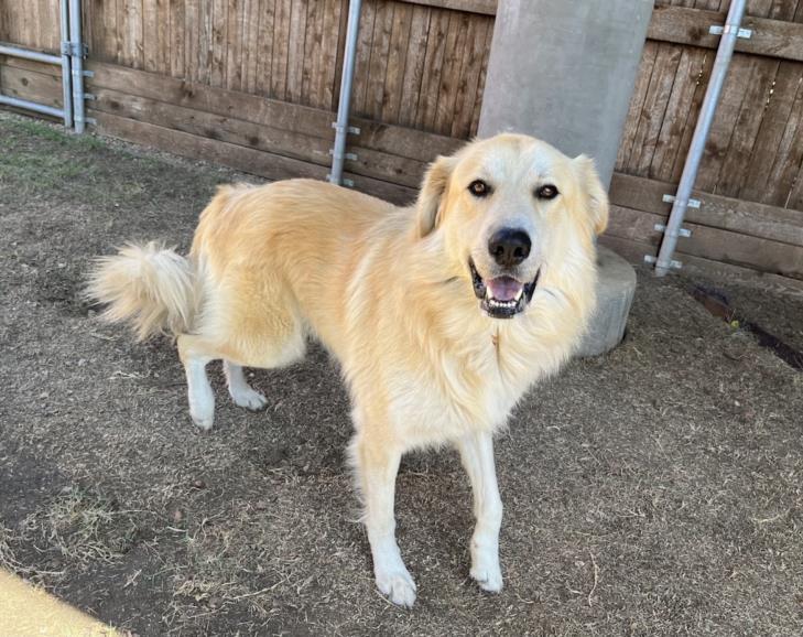 adoptable Dog in Plano, TX named DUKEY