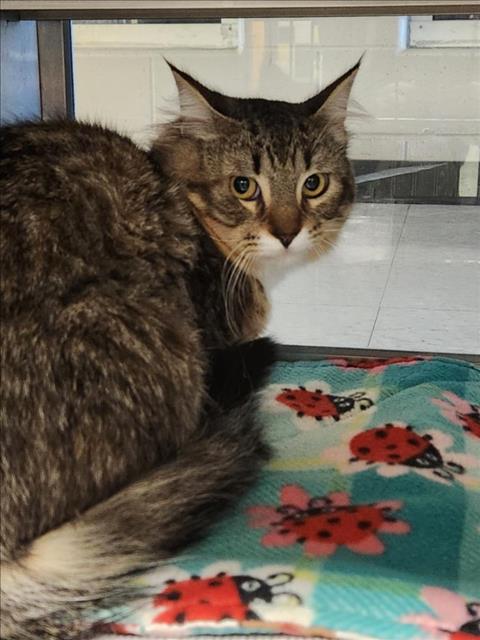 adoptable Cat in Plano, TX named DALLAS