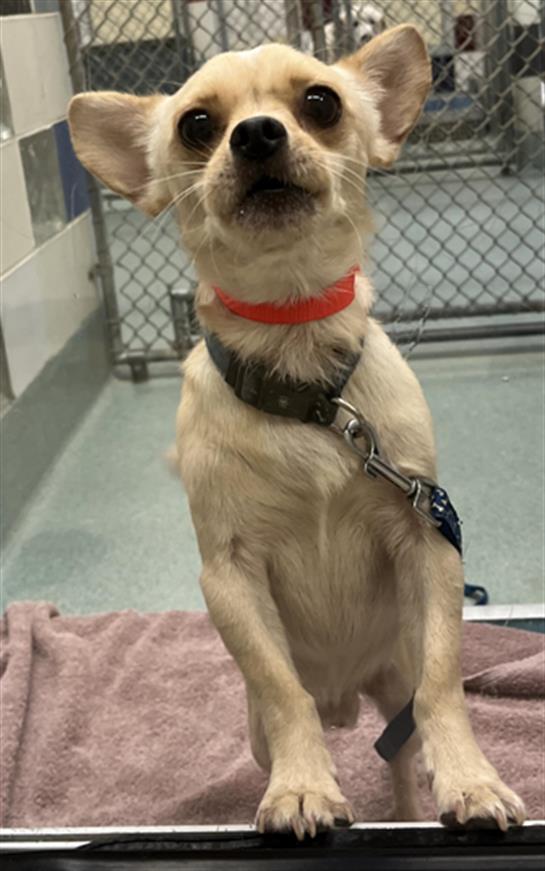 adoptable Dog in Plano, TX named CHIKYWING