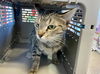 adoptable Cat in Plano, TX named JASMINE