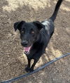 adoptable Dog in Plano, TX named TORI