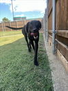 adoptable Dog in Plano, TX named GOLIATH