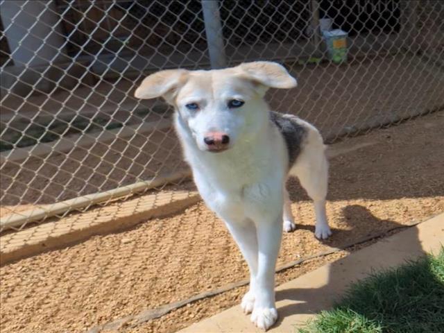 adoptable Dog in Plano, TX named ALASKA