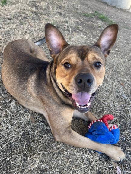 adoptable Dog in Plano, TX named TOBY