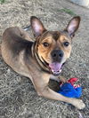 adoptable Dog in Plano, TX named TOBY