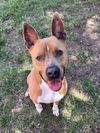 adoptable Dog in Plano, TX named ACE