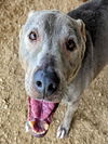 adoptable Dog in Plano, TX named LOLA