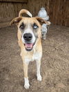 adoptable Dog in  named KLONDIKE