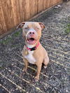 adoptable Dog in Plano, TX named SHASTA