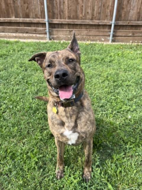 adoptable Dog in Plano, TX named DUTCH